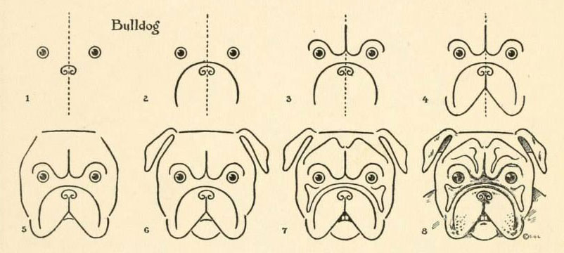 Hoe teken je een bulldog