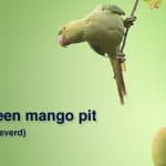 Mango pit planten