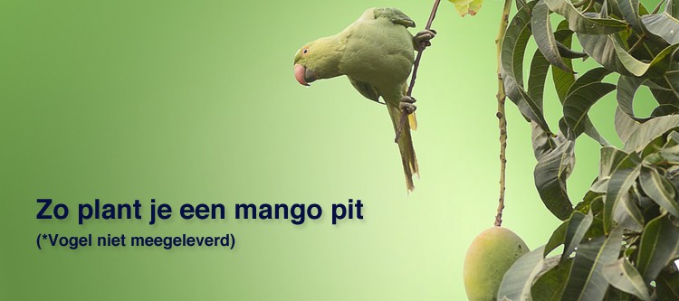 Mango pit planten